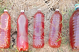 photosybthetic bacteria (PSB), red water in plastic bottle is organic fertilizer use for grow plant