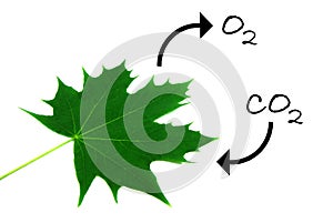 Photosynthesis 1