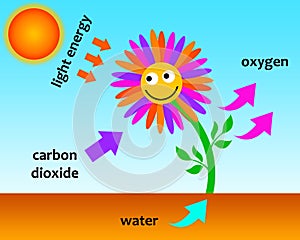 Photosynthesis