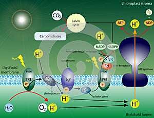 Photosynthesis