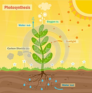 Photosynthesis