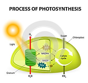 Photosynthesis