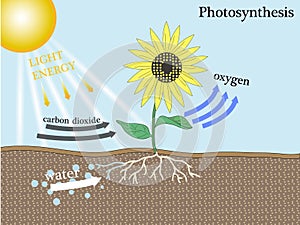 Photosynthesis