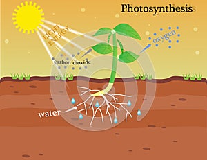 The photosynthesis