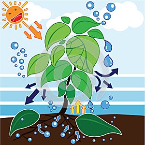 Photosynthesis