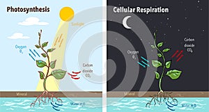 Photosynthesis accumulating sugar and cellular respiration fueling all plants functions day night 2 educational posters vector