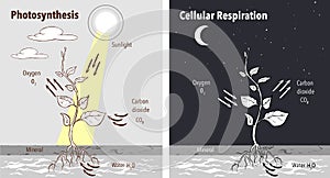 Photosynthesis accumulating sugar and cellular respiration fueling all plants functions day night 2 educational posters vector