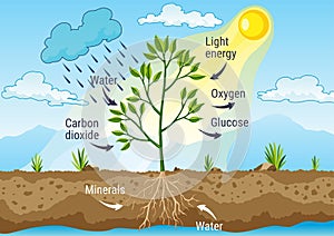 Photosynthesis as a process of tree produce oxygen using rain and sun. Diagram showing process of photosynthesis in