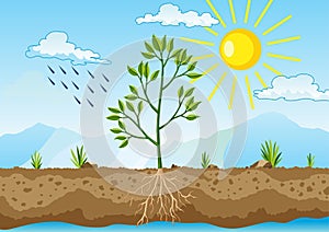 Photosynthesis as a process of tree produce oxygen using rain and sun. Process of photosynthesis in plant. Colorful