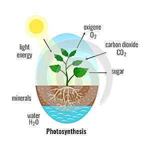 Photosynthesis Biological Process Composition