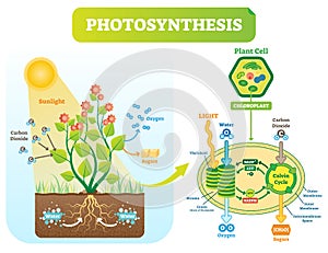 Photosynthesis biological vector illustration diagram with plan cell scheme.