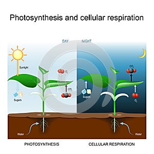 Photosynthesis and cellular respiration. comparison day and night for plant photo