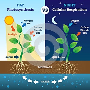 Photosynthesis and cellular respiration comparison vector illustration.