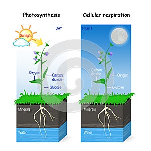 Photosynthesis and cellular respiration