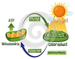 Photosynthesis and Cellular Respiration Diagram