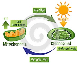 Photosynthesis and Cellular Respiration Diagram