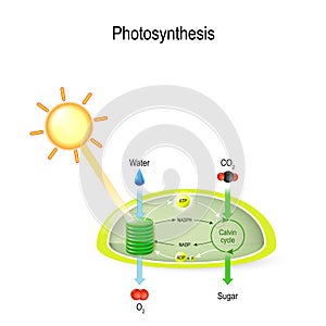 Photosynthesis in a chloroplast photo