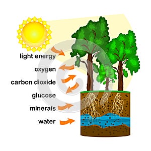 Photosynthesis diagram. Process of plant produce oxygen.
