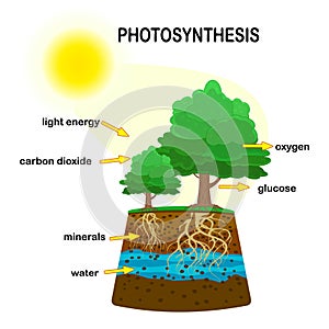 Photosynthesis diagram. Process of plant produce oxygen. Photosynthesis process labelled.