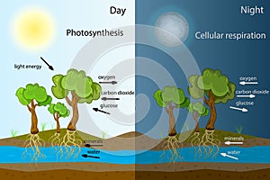 Photosynthesis diagram. Process of plant produce oxygen. Photosynthesis process labelled.