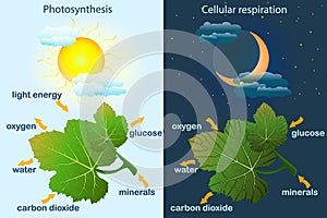 Photosynthesis diagram. Process of plant produce oxygen. Photosynthesis process labelled.