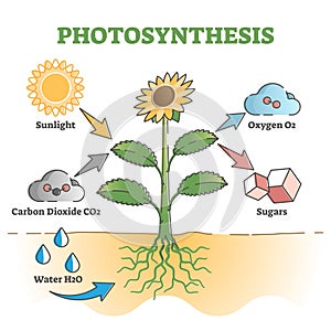 Photosynthesis diagram process symbolic explanation scheme outline concept