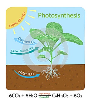 Photosynthesis diagram. Schematic vector illustration.