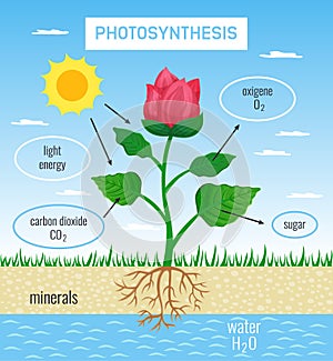 Photosynthesis Educational Poster