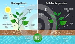 Photosynthesis Educational Posters Set