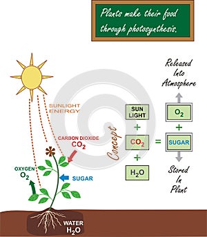 Photosynthesis Illustration