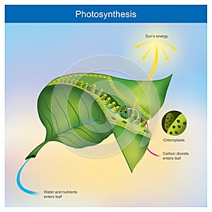 Photosynthesis illustration info graphic.