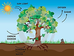 Photosynthesis illustration whit tree