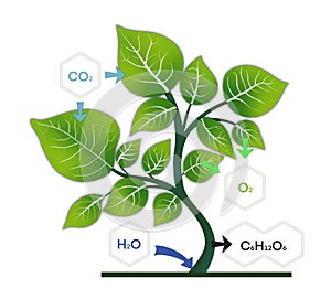 photosynthesis, oxygen from green plants