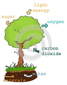 Photosynthesis plan text photo