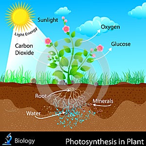 Photosynthesis in Plant