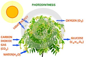 Photosynthesis in plant concept