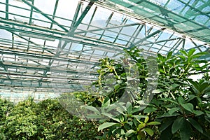 Photosynthesis in plants. Green plants grows in hothouse. Sun shines on plants