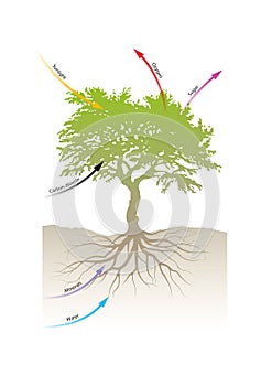 During photosynthesis, plants take in carbon dioxide and water from the air and soil
