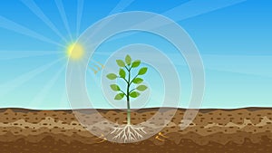 Photosynthesis process 4K animation with green tree, shiny sun, and hard soil vector. A tree gets nutrition from the sun and soil