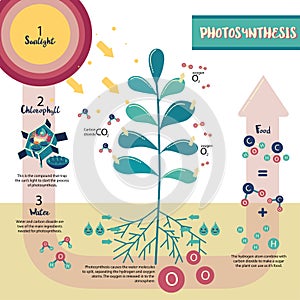 Photosynthesis process diagram