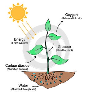 Photosynthesis process illustration