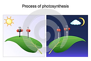Photosynthesis process. leaf of plant. day and night