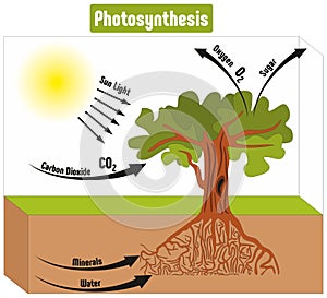 Photosynthesis Process in Plant Diagram