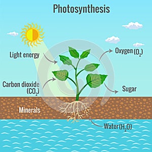 Photosynthesis process in plant illustration