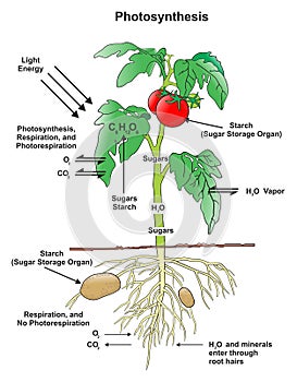 Photosynthesis process in plant infographic diagram