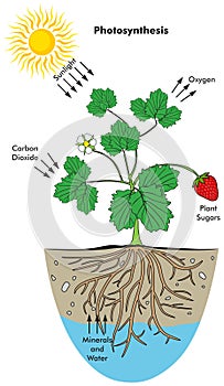 Photosynthesis process in plant infographic diagram