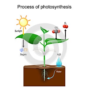 Photosynthesis Process in plants