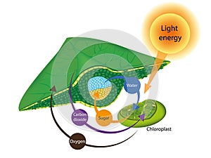 Photosynthesis Process in Plants. The structure of a lea