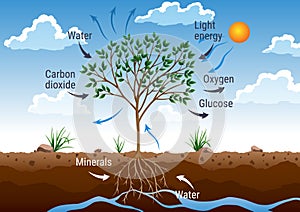 Photosynthesis process. Tree produce oxygen using rain and sun. Diagram showing process of photosynthesis in plant