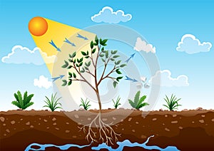 Photosynthesis process. Tree produce oxygen using rain and sun. Diagram showing process of photosynthesis in plant